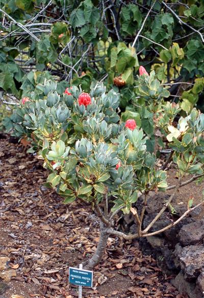 Princess Protea